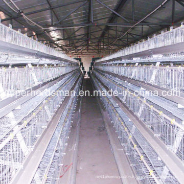 Système de Cage de poulet d’équipements de ferme avicole
